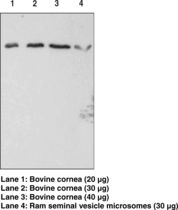 Western blot of FP / PTGFR antibody LS-C146662.