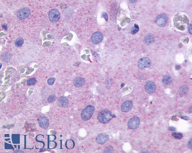 Anti-PTGFR antibody LS-A1048 IHC of human ovary. Immunohistochemistry of formalin-fixed, paraffin-embedded tissue after heat-induced antigen retrieval.