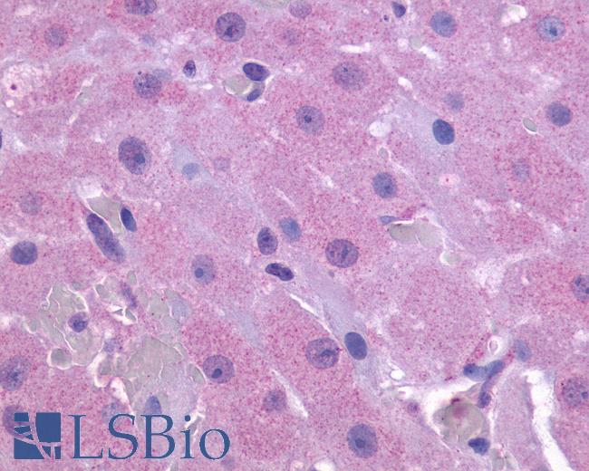 Anti-PTGFR antibody LS-A1049 IHC of human ovary. Immunohistochemistry of formalin-fixed, paraffin-embedded tissue after heat-induced antigen retrieval.