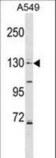 COL4A6 Antibody western blot of A549 cell line lysates (35 ug/lane). The COL4A6 antibody detected the COL4A6 protein (arrow).