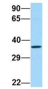 FP / PTGFR antibody Western Blot of 721_B lysate. Antibody Dilution: 1.0 ug/ml. PTGFR is supported by BioGPS gene expression data to be expressed in 721_B. Antibody dilution: 1 ug/ml.