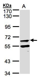 Sample (30 ug of whole cell lysate). A: Raji. 7.5% SDS PAGE. FPGT antibody diluted at 1:500