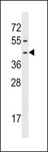 FPR1 Antibody western blot of A549 cell line lysates (35 ug/lane). The FPR1 antibody detected the FPR1 protein (arrow).