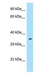 FPR1 / FPR antibody Western Blot of Fetal Heart.
