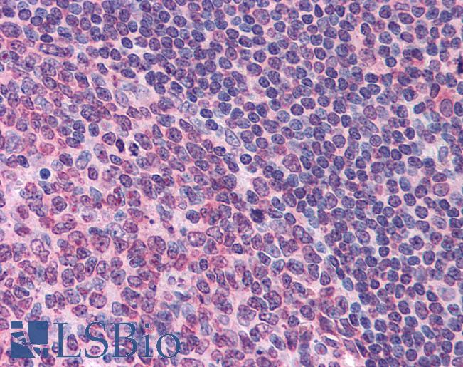 Anti-FPR1 antibody LS-A2086 IHC of human tonsil. Immunohistochemistry of formalin-fixed, paraffin-embedded tissue after heat-induced antigen retrieval.
