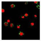 Immunofluorescence labeling of HL-60 cells using LS-C66268 (green). Nuclei have been labeled with PI (red).