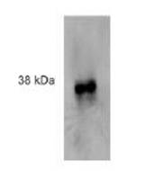 Western blot of HL-60 cell extract.