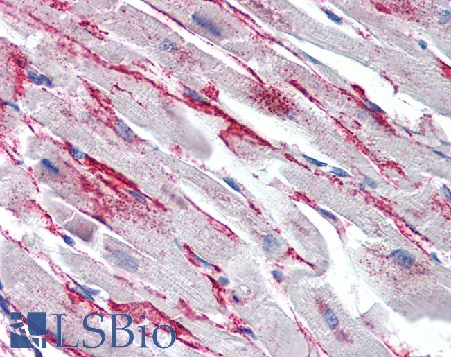 Anti-FPR2 / FPRL1 antibody IHC of human heart. Immunohistochemistry of formalin-fixed, paraffin-embedded tissue after heat-induced antigen retrieval. Antibody LS-B2911 concentration 5 ug/ml.