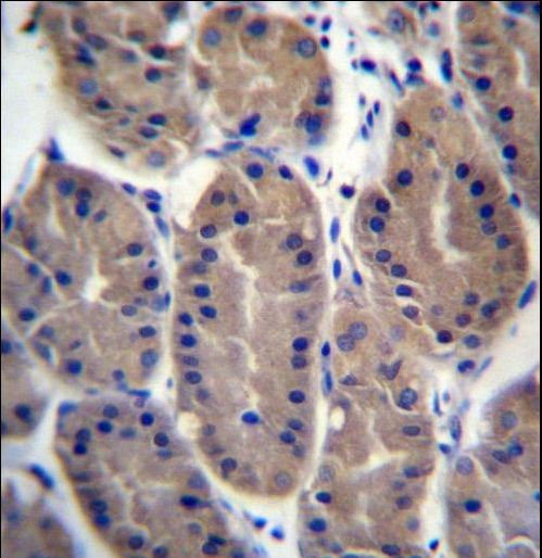 FRMD7 Antibody immunohistochemistry of formalin-fixed and paraffin-embedded human stomach tissue followed by peroxidase-conjugated secondary antibody and DAB staining.