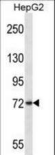 FRMD7 Antibody western blot of HepG2 cell line lysates (35 ug/lane). The FRMD7 antibody detected the FRMD7 protein (arrow).