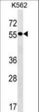 FRMD8 Antibody western blot of K562 cell line lysates (35 ug/lane). The FRMD8 antibody detected the FRMD8 protein (arrow).