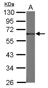 Sample (30 ug of whole cell lysate) A: NIH-3T3 10% SDS PAGE FRMD8 antibody diluted at 1:500