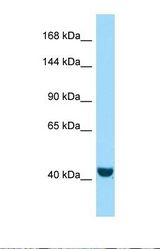 Western blot of Human A549. FRMPD2 antibody dilution 1.0 ug/ml.