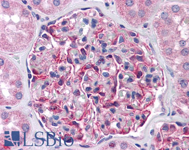 Anti-FRMPD4 antibody IHC of human kidney. Immunohistochemistry of formalin-fixed, paraffin-embedded tissue after heat-induced antigen retrieval. Antibody LS-B4619 concentration 5 ug/ml.