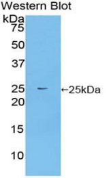Western blot of recombinant FRS2.