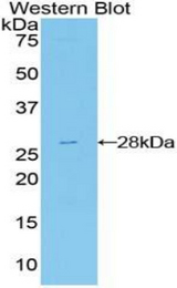 Western blot of recombinant FRS2.