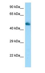 FRS3 antibody Western Blot of Mouse Muscle.