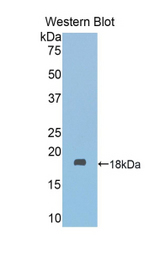 Western blot of recombinant FSCN2 / Retinal Fascin.