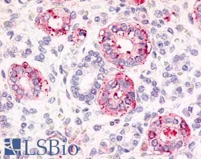 Anti-Frizzled 2 antibody LS-A3488 IHC of human fetal kidney. Immunohistochemistry of formalin-fixed, paraffin-embedded tissue after heat-induced antigen retrieval.