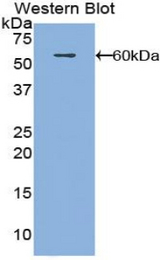 Western blot of recombinant FSIP1.