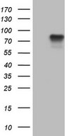 HEK293T cells were transfected with the pCMV6-ENTRY control (Left lane) or pCMV6-ENTRY FSIP1 (Right lane) cDNA for 48 hrs and lysed. Equivalent amounts of cell lysates (5 ug per lane) were separated by SDS-PAGE and immunoblotted with anti-FSIP1.