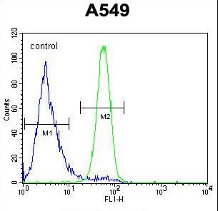 FSTL1 Antibody flow cytometry of A549 cells (right histogram) compared to a negative control cell (left histogram). FITC-conjugated goat-anti-rabbit secondary antibodies were used for the analysis.
