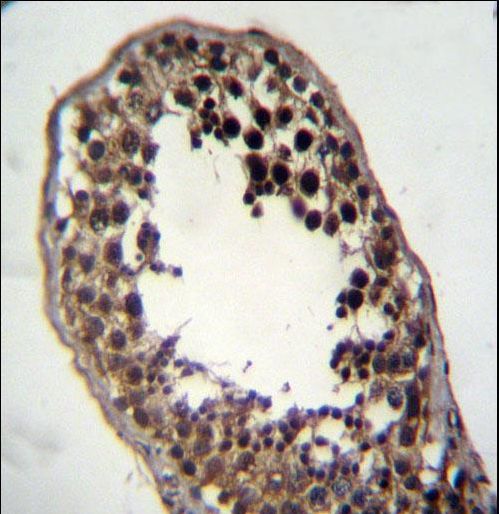 FSTL3 Antibody immunohistochemistry of formalin-fixed and paraffin-embedded human testis tissue followed by peroxidase-conjugated secondary antibody and DAB staining.