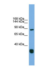 FSTL5 antibody LS-C112039 Western blot of Fetal Heart lysate.