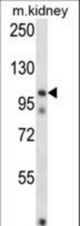 FSTL5 Antibody western blot of mouse kidney tissue lysates (35 ug/lane). The FSTL5 antibody detected the FSTL5 protein (arrow).