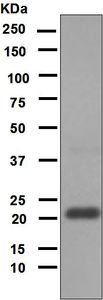 Western blot analysis on human testis lysate using anti-Ferritin, mitochondrial antibody.
