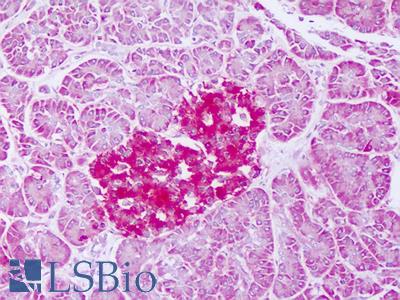 Anti-FTMT / MTF antibody IHC of human pancreas. Immunohistochemistry of formalin-fixed, paraffin-embedded tissue after heat-induced antigen retrieval. Antibody LS-B8276 dilution 5-10 ug/ml.