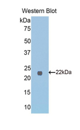 Western blot of recombinant FTMT / MTF.