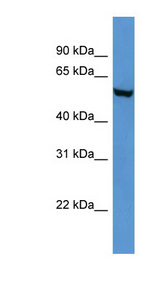 FTO antibody LS-B5891 Western blot of Mouse Brain lysate.