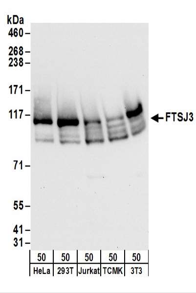 Detection of Human and Mouse FTSJ3 by Western Blot. Samples: Whole cell lysate (50 ug) from HeLa, 293T, Jurkat, mouse TCMK-1, and mouse NIH3T3 cells. Antibodies: Affinity purified rabbit anti-FTSJ3 antibody used for WB at 0.04 ug/ml. Detection: Chemiluminescence with an exposure time of 10 seconds.