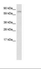 Fetal Brain Lysate