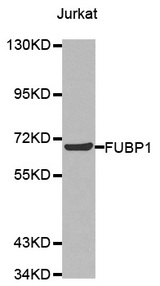 Western blot analysis of extracts of Jurkat cell line, using FUBP1 antibody.