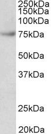 FUBP1 antibody (0.03 ug/ml) staining of Jurkat lysate (35 ug protein in RIPA buffer). Primary incubation was 1 hour. Detected by chemiluminescence.