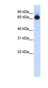 FUBP1 antibody LS-B3513 Western blot of HepG2 cell lysate.