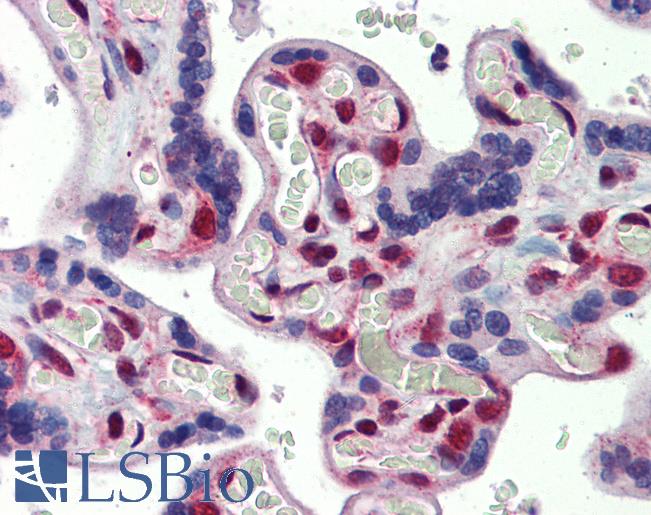 Anti-FUBP3 / FBP3 antibody IHC of human placenta. Immunohistochemistry of formalin-fixed, paraffin-embedded tissue after heat-induced antigen retrieval. Antibody LS-B4018 concentration 5 ug/ml.