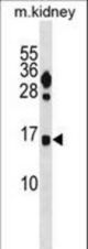 FUNDC2 Antibody western blot of mouse kidney tissue lysates (35 ug/lane). The FUNDC2 antibody detected the FUNDC2 protein (arrow).