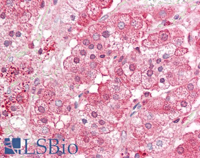 Anti-FURIN antibody IHC of human adrenal. Immunohistochemistry of formalin-fixed, paraffin-embedded tissue after heat-induced antigen retrieval. Antibody LS-B7236 concentration 5 ug/ml.