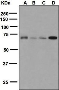 Western blot analysis on (A) K562, (B) fetal brain, (C) Caco-2, and (D) HepG2 lysates using anti-FUS antibody.