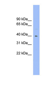 FUT1 antibody LS-C116259 Western blot of Fetal Heart lysate.