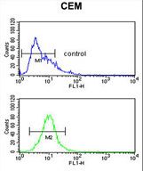 FUT1 Antibody flow cytometry of CEM cells (bottom histogram) compared to a negative control cell (top histogram). FITC-conjugated goat-anti-rabbit secondary antibodies were used for the analysis.