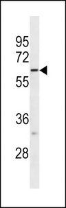 FUT10 Antibody western blot of NCI-H292 cell line lysates (35 ug/lane). The FUT10 antibody detected the FUT10 protein (arrow).