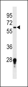 FUT11 Antibody western blot of mouse testis tissue lysates (35 ug/lane). The FUT11 Antibody detected the FUT11 protein (arrow).