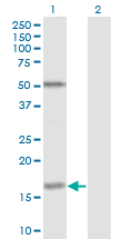 Western Blot analysis of FUT2 expression in transfected 293T cell line by FUT2 monoclonal antibody (M02), clone 4C12.Lane 1: FUT2 transfected lysate(17.5 KDa).Lane 2: Non-transfected lysate.