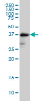 FUT2 monoclonal antibody (M02), clone 4C12 Western Blot analysis of FUT2 expression in NIH/3T3.
