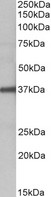 FUT2 antibody (1 ug/ml) staining of Human Liver lysate (35 ug protein in RIPA buffer). Primary incubation was 1 hour. Detected by chemiluminescence.
