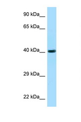 FUT3 / CD174 antibody LS-C146564 Western blot of 721_B Cell lysate. Antibody concentration 1 ug/ml.